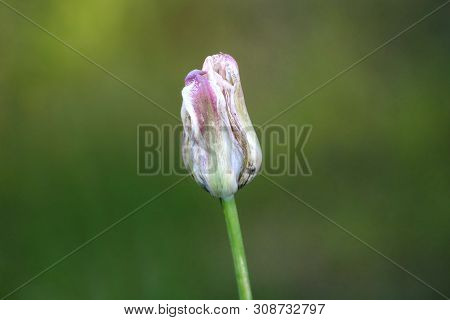 Single Tulip Plant With Closed White To Violet Tepals Starting To Dry And Shrivel Growing In Local G
