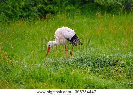Stork On The Meadow And In The Nest
