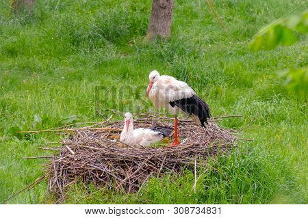 Stork On The Meadow And In The Nest