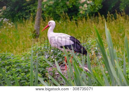 Stork On The Meadow And In The Nest