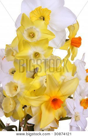 อย่างใกล้ชิดของแดฟโฟดิลส์ใสกับพื้นหลังสีขาว