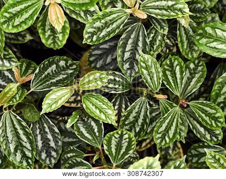 Pilea Cadierei Leaves Top View. Pilea Cadierei Leaves Background.