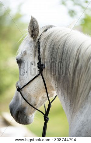 Horse With Ethological Halter In The Nature