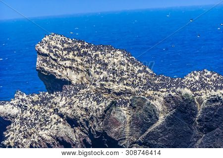 Large Colony Common Black White Muures Birds Rocks Bandon Beach Oregon
