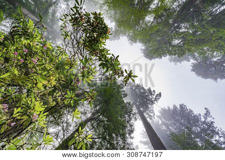 Coastal Mist Green Towering Trees Pink Rhododendron Lady Bird Johnson Grove Redwoods National Park C
