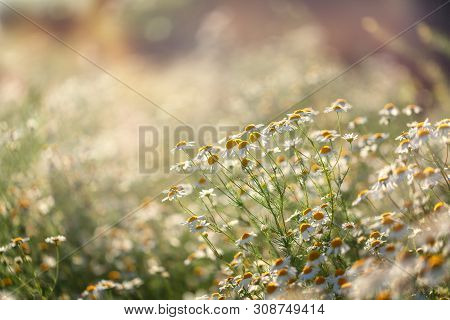 Field Of Camomile In Summer Sunny Day In Nature. Beautiful Flower Background. Rustic Landscape.