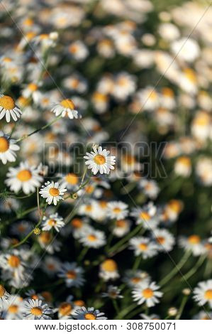 Field Of Camomile In Summer Sunny Day In Nature. Beautiful Flower Background. Rustic Landscape.