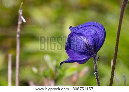 Monkshood Flower Near A River In Alaska.