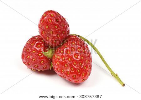 Ugly Organic Heirloom Home Grown Strawberries Isolated On White Background. Juicy Sweet Red Heiroom 