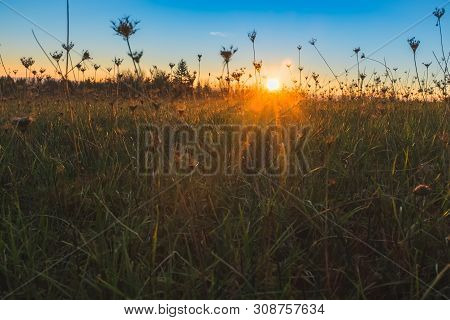 A Beautiful Sunrise In A Meadow Shot On A Low Angel Through The Grass Of The Meadow