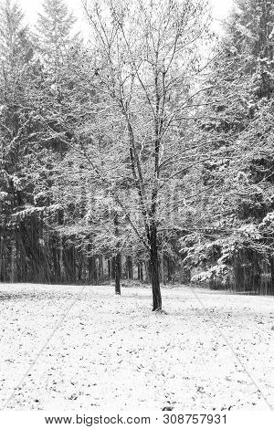 Snow Covered Tress In Early Winter Just Outside Portland Oregon Usa