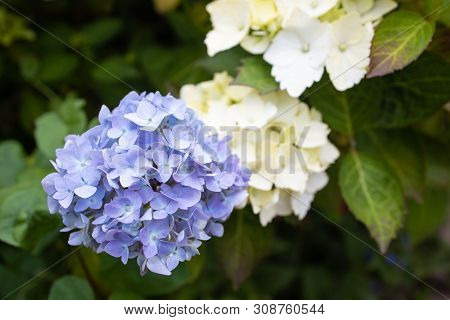 Purple Hydrangea Macrophylla Blossoming In Garden In Summer