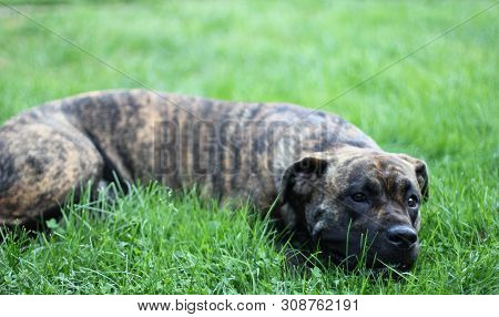 Dogo Canario Lying In Grass. Perro De Presa Canario Resting.