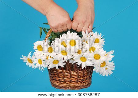 Сhamomile Flowers In The Wicker Basket In Hand On Blue Background
