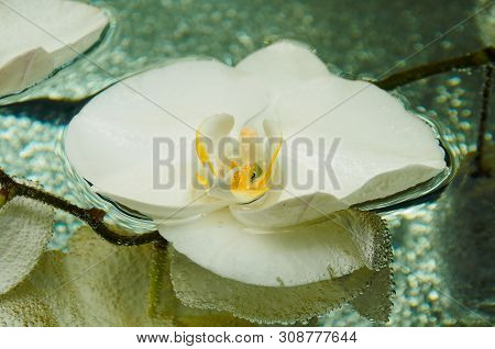 White Orchid Flower On The Water Surface