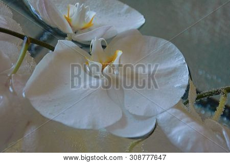 Blooming Bud Of White Orchid On The Surface Of The Water
