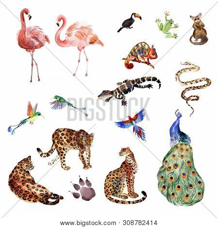 Watercolor Hand-painted Collection Of Tropical Animals Isolated On A White Background