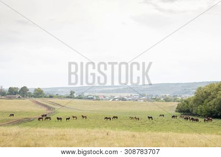 Herd Of Horses On Rural Road. Horse Farm Pasture With Mare And Foal. Small Village With Old Houses.