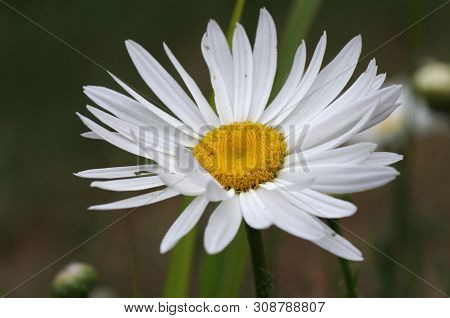 White Daisy Flower Bloom With Yellow Center