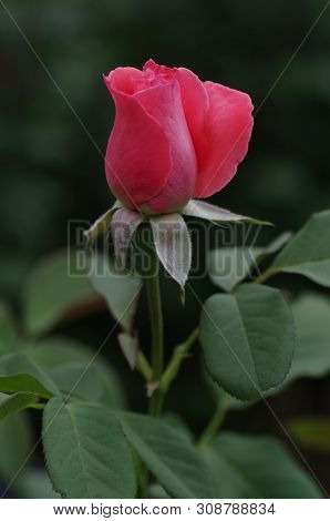 Pink Rosebud On Green Background