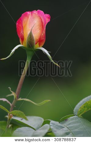 Pink And Yellow Rosebud On Green Background