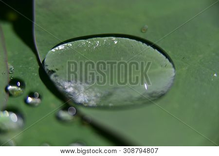 One Big Water Drop In The  Green Veinlet