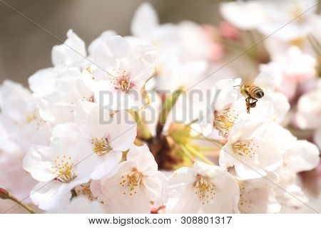 Cherry Blossoms In Sakura No Sato, Izu, Shizuoka, Japan