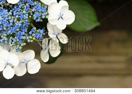 Hydrangea Macrophylla F.normalis In Kamakura, Kanagawa, Japan (one White Purple Flower) And Wooden B