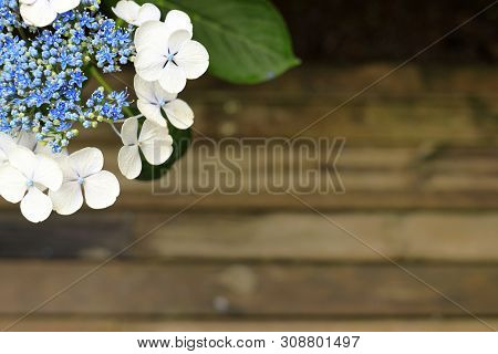 Hydrangea Macrophylla F.normalis In Kamakura, Kanagawa, Japan (one White Purple Flower) And Wooden B
