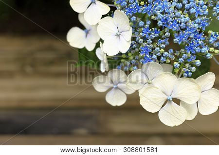 Hydrangea Macrophylla F.normalis In Kamakura, Kanagawa, Japan (one White Purple Flower) And Wooden B