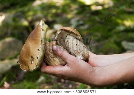 Autumn Cep Mushrooms. Wild Penny Bun, Cep, Porcino Or Porcini In Forest.