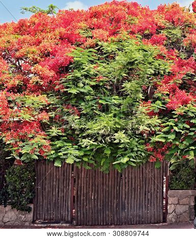The Picturesque Entrance To The Courtyard Of A Private House. Wooden Gate In The Thick Of A Bright F