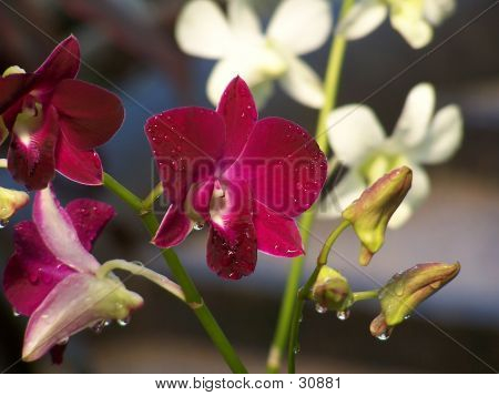 Czerwona orchidea