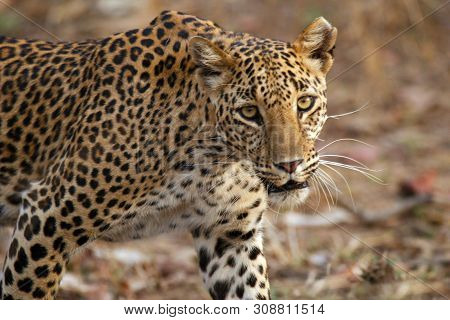 Leopard, Panthera Pardus, Panna National Park, Madhya Pradesh India