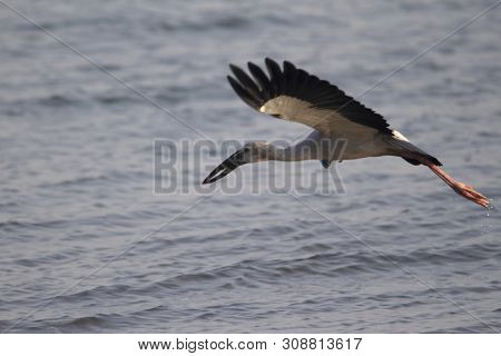 Asian Openbill Stork In Flight, Anastomus Oscitans, Veer Dam, Maharashtra, India