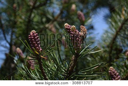 Composition Of Beautiful Colored Fir Cones Against The Blue Sky