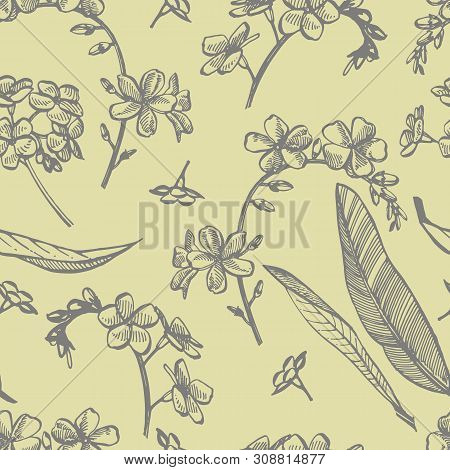 Forget-me-not Flowers. Botanical Illustration. Good For Cosmetics, Medicine, Treating, Aromatherapy,