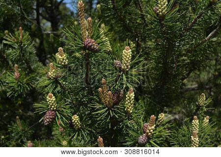 Composition Of Beautiful Colored Fir Cones Against The Blue Sky