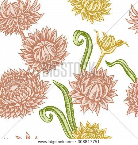 Seamless Pattern With Hand Drawn Pastel Helichrysum Stock Illustration