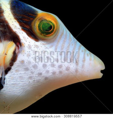 Close-up Of A Black-saddled Toby (canthigaster Valentini, Aka Valentinnis Sharpnose Pufferfish, Vale