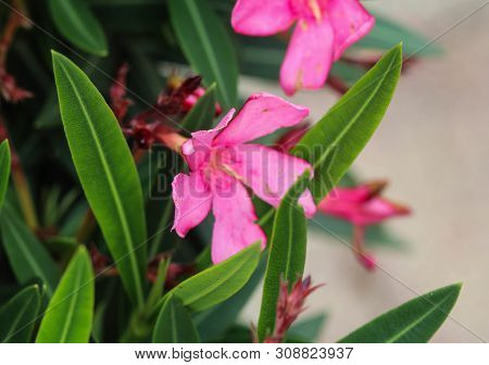 Close Up Of Nerium Oleander Flower, Most Commonly Known As Nerium Or Oleander, Blooming In Spring In