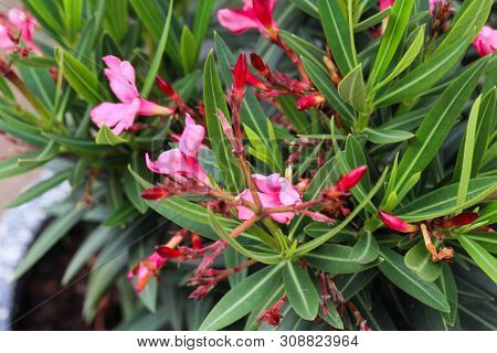 Close Up Of Nerium Oleander Flower, Most Commonly Known As Nerium Or Oleander, Blooming In Spring In