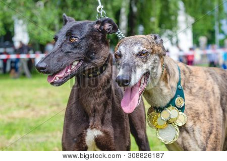 Two Dogs Of Breed The Grayhound  With Awards On A Leash