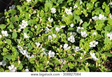 Close Up Of Waterhyssop In Garden Blooming In Spring