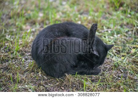 Wild Black Cat Licking His Balls On The Grass