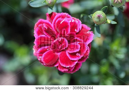 Dianthus Caryophyllus, Commonly Known As The Carnation Or Clove Pink, Is A Species Of Dianthus. This