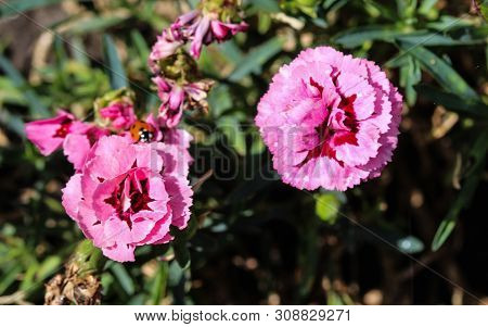 Dianthus Caryophyllus, Commonly Known As The Carnation Or Clove Pink, Is A Species Of Dianthus. This