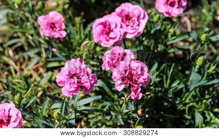 Dianthus Caryophyllus, Commonly Known As The Carnation Or Clove Pink, Is A Species Of Dianthus. This