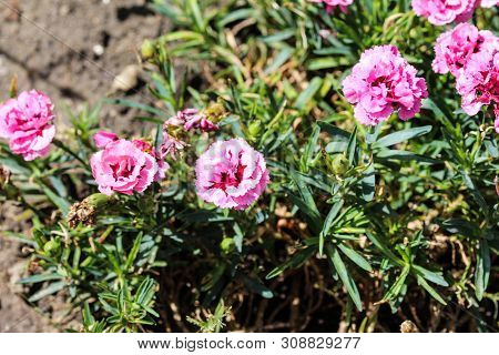 Dianthus Caryophyllus, Commonly Known As The Carnation Or Clove Pink, Is A Species Of Dianthus. This