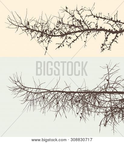 Vector Image Of The Branches Of Pine Tree In A Cold Season
